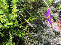 Chironia melampyrifolia