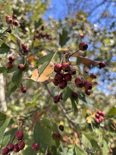 Five-seeded Hawthorn (Crataegus pentagyna)
