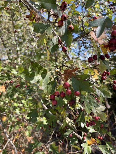 Crataegus pentagyna, photograph 2