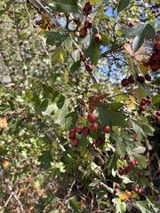 (c) Наталья Пикалова, some rights reserved (CC BY) Crataegus pentagyna, photograph (c) Наталья Пикалова, some rights reserved (CC BY)