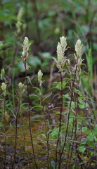 Castilleja pallida yukonis