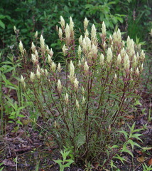 Castilleja pallida yukonis