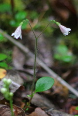 Linnaea borealis longiflora