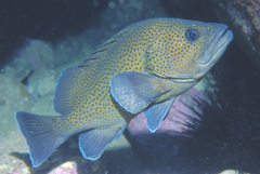 Acanthistius ocellatus