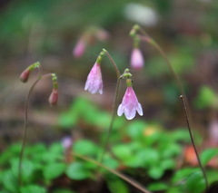 Linnaea borealis longiflora