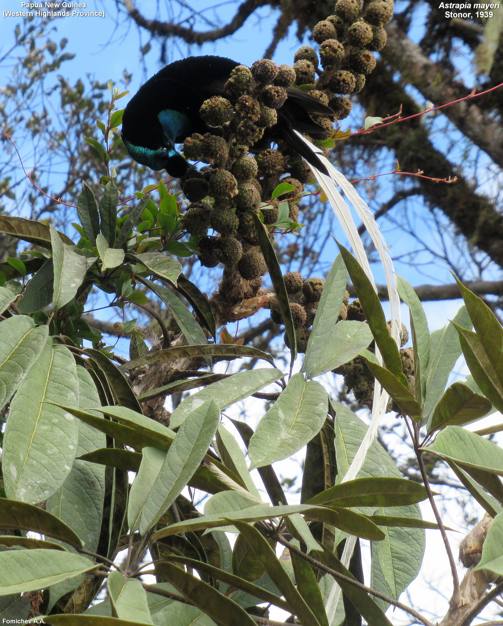 Ribbon-tailed Astrapia (Astrapia mayeri), photo 3