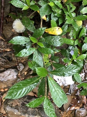 Myrmeconauclea strigosa