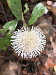 Myrmeconauclea strigosa