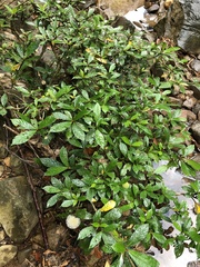 Myrmeconauclea strigosa