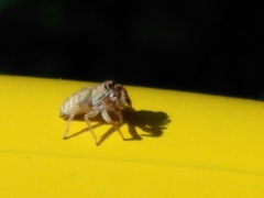 Metaphidippus
