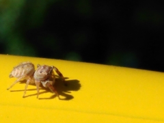 Metaphidippus