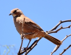 Pseudoseisura gutturalis