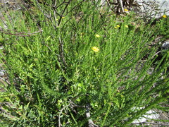 Ursinia trifida