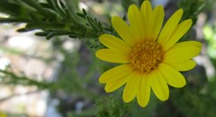 Ursinia trifida
