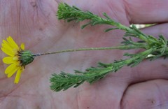 Ursinia trifida