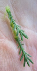 Ursinia trifida