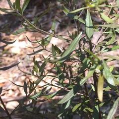 Westringia amabilis