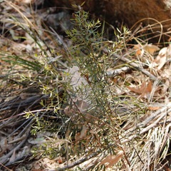 Westringia amabilis