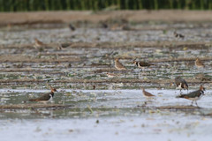 Charadrius alexandrinus alexandrinus