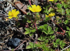 Potentilla stolonifera