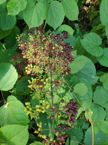 Aralia racemosa