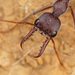 Gulosa-group Bull Ants - Photo (c) Reiner Richter, some rights reserved (CC BY-NC-SA), uploaded by Reiner Richter