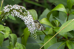 Melanargia lugens