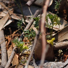 Actinotus gibbonsii