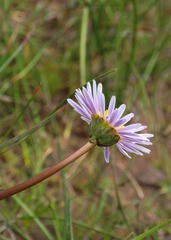 Allittia cardiocarpa