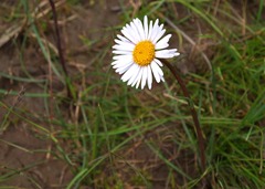 Allittia cardiocarpa