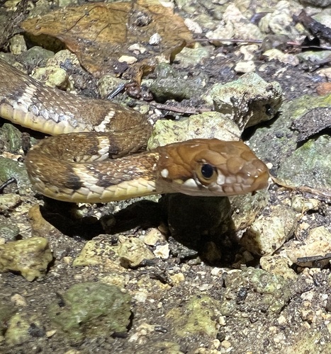 Yaeyama keelback