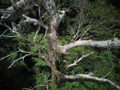Epiphyllum phyllanthus
