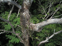 Epiphyllum phyllanthus