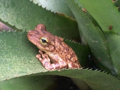 Osteocephalus oophagus