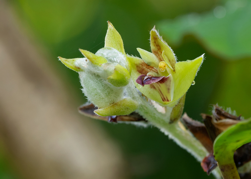 Dendrolirium lasiopetalum, 2025-04-06