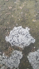 Lecidella carpathica