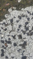 Lecidella carpathica