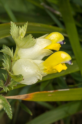 Mediterranean rattle (Rhinanthus mediterraneus)