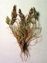 Poa rodwayi