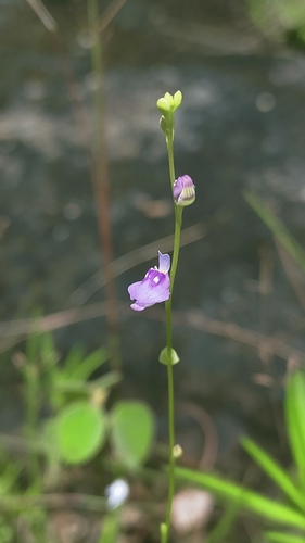 Blue Bladderwort
