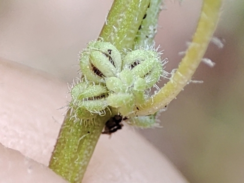 Dysphania pumilio