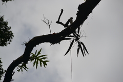Anthurium friedrichsthalii
