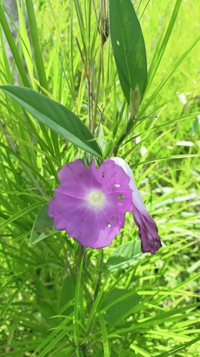 Argyreia lanceolata