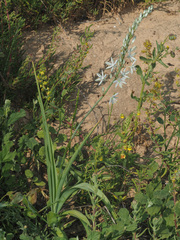 Chlorophytum triflorum