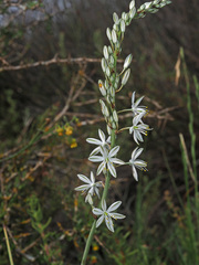 Chlorophytum triflorum