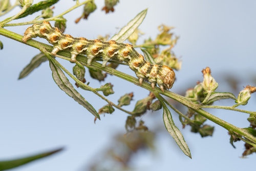 Cucullia absinthii