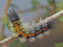 Tearosoma