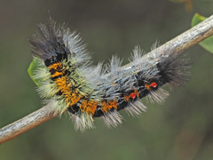 Tearosoma