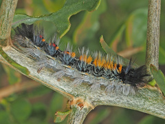 Tearosoma