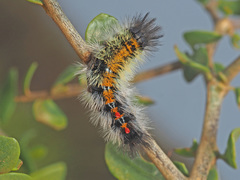 Tearosoma